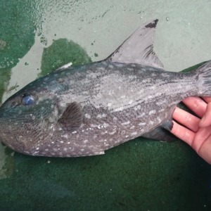 沖に浮いてる流れ物