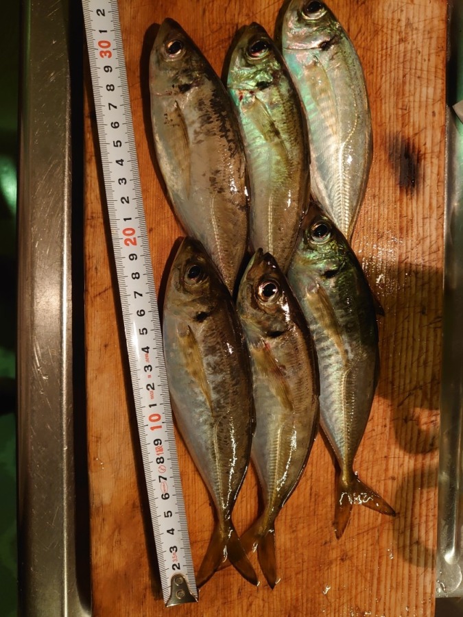 アジング