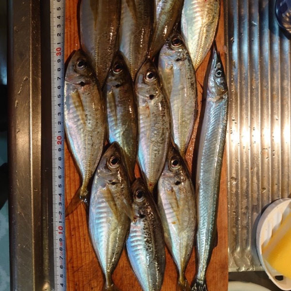 アジング