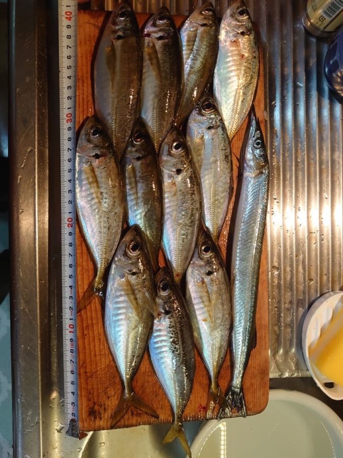 アジング