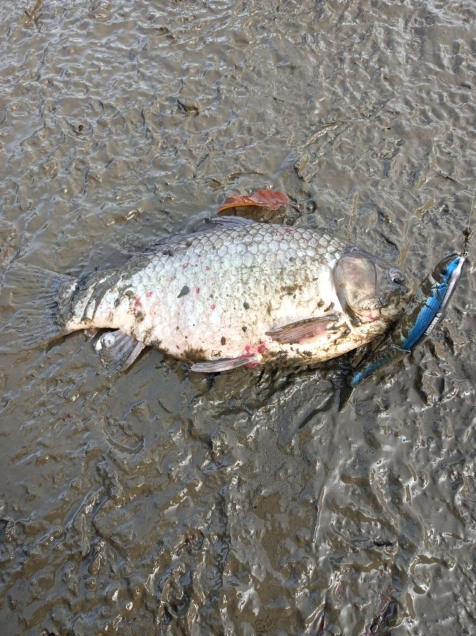 ジョイクロで釣れた。