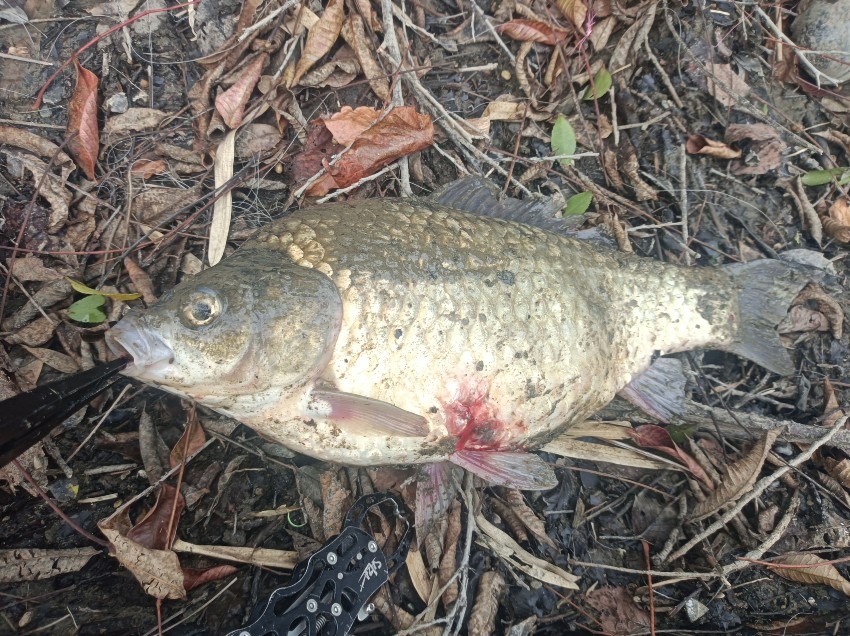 バマで釣れたよ。