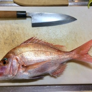 初釣りで真鯛！