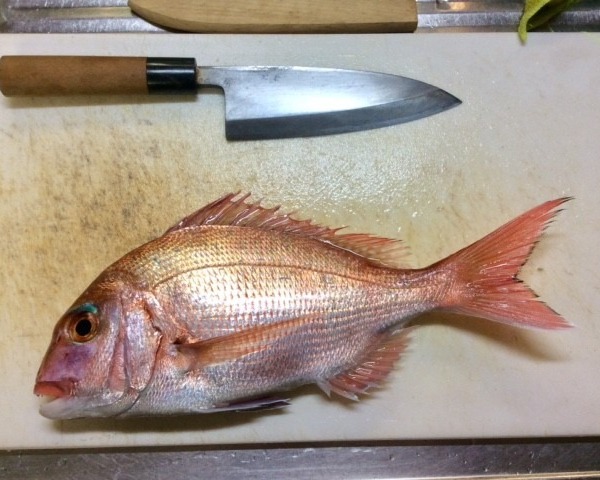 初釣りで真鯛！