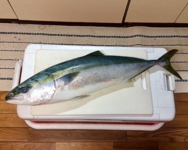 リベンジなる‼　今年初の青物
