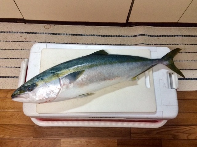リベンジなる‼　今年初の青物